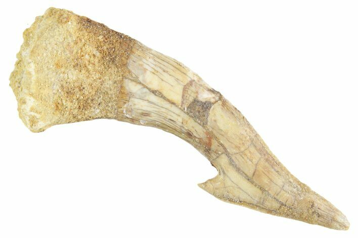 Fossil Sawfish (Onchopristis) Rostral Barb - Morocco #356421
